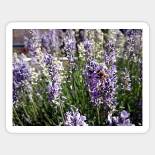 lavender Sticker